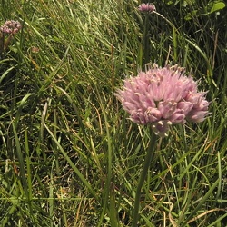 Allium (ancien)