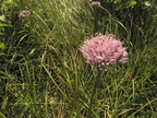 Allium (ancien)