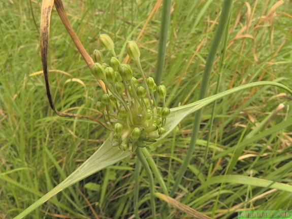 Allium oleraceum1