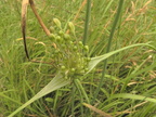 Allium oleraceum1