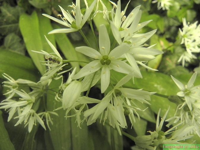 Allium_ursinum1.JPG