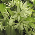 Allium ursinum1