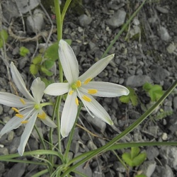 Anthericum (nouveau)