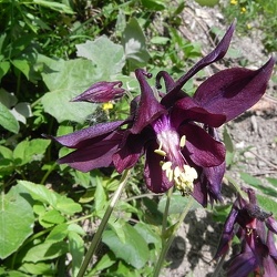 Aquilegia