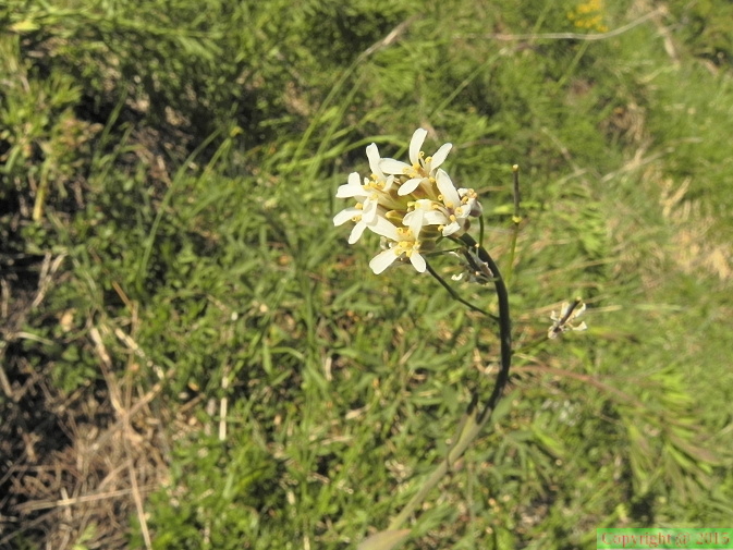 Arabis_pauciflora1.JPG