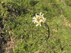 Arabis pauciflora1