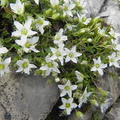 Arenaria gothica subsp moehringioides1