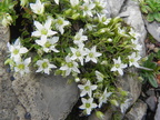 Arenaria gothica subsp moehringioides1