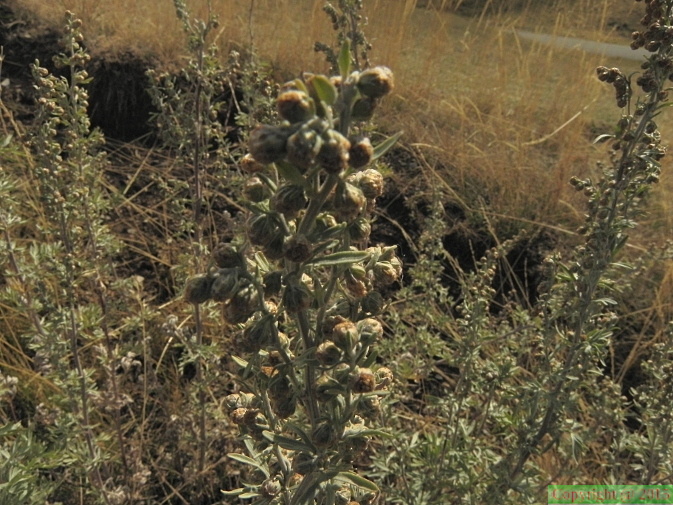 Artemisia absinthium1