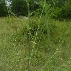 Asparagus (ancien)