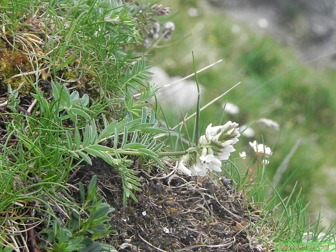 Astragalus australis1
