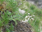 Astragalus australis1