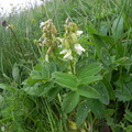 Astragalus frigidus1