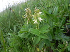 Astragalus frigidus1