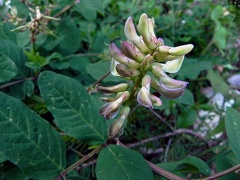 Astragalus glycyphyllos1