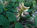 Astragalus glycyphyllos1