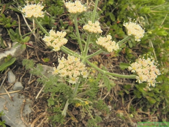 Athamanta cretensis1