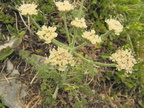 Athamanta cretensis1