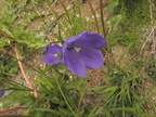 Campanula rotundifolia1