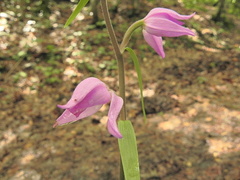 Cephalanthera rubra1