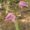 Cephalanthera rubra1