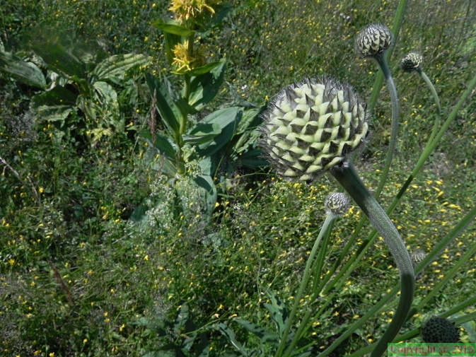 Cephalaria alpina1