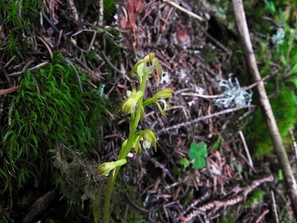 Corallorhiza trifolia1