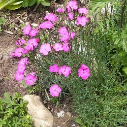 Dianthus