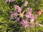 Dianthus superbus1