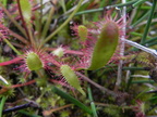 Drosera longifolia1