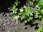 Epilobium alsinifolium1