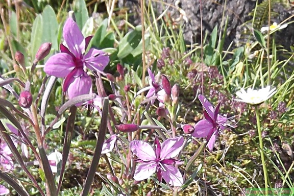 Epilobium rosmarinifolium1