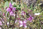 Epilobium rosmarinifolium1