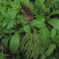 Equisetum silvaticum1