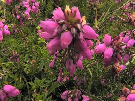 Erica cinerea1