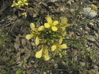 Erucastrum gallicum1