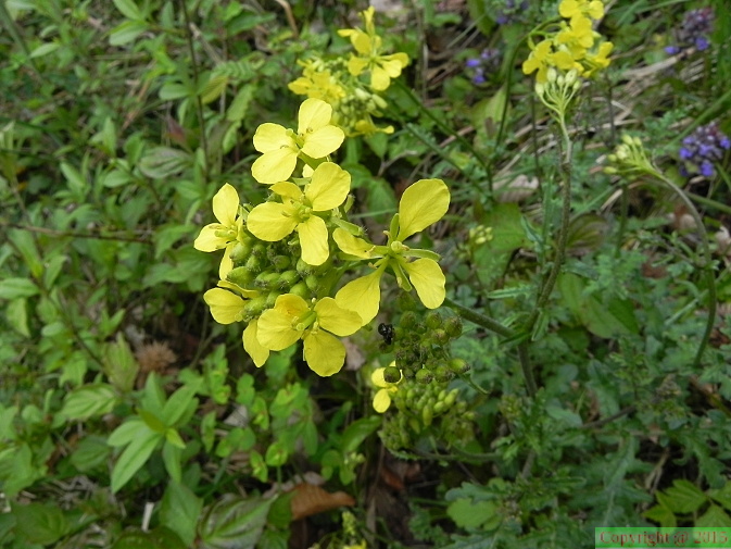 Erucastrum_nasturtiifolium1.JPG