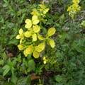 Erucastrum nasturtiifolium1