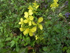 Erucastrum nasturtiifolium1