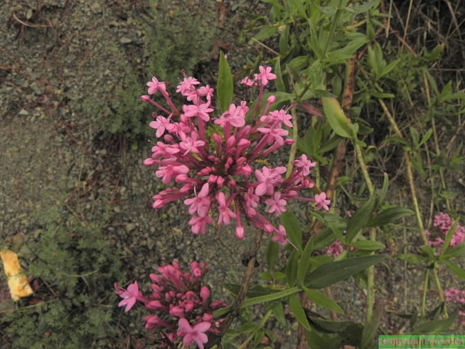 Erythraea_grandiflora1.JPG
