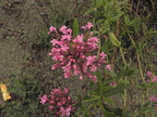 Erythraea grandiflora1