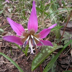 Erythronium