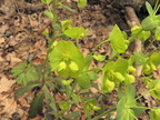Euphorbia amygdaloides1