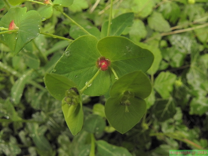 Euphorbia_dulcis1.JPG