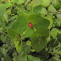 Euphorbia dulcis1