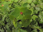 Euphorbia dulcis1