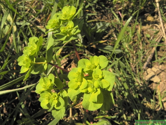 Euphorbia helioscopa1