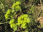 Euphorbia helioscopa1