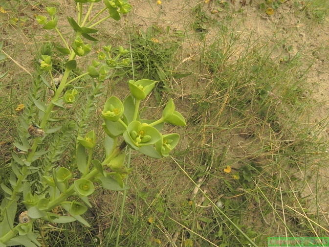 Euphorbia paralias1