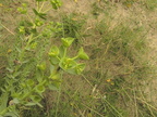 Euphorbia paralias1